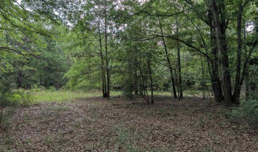 Photo #3 of 285 Garvin, Wagener, SC 5.7 acres