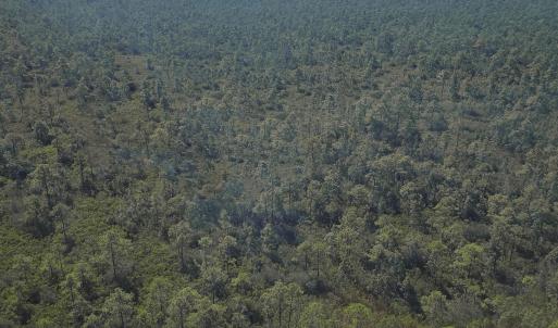 Photo #14 of 483.10 Whiteville, Shallotte, NC 483.1 acres