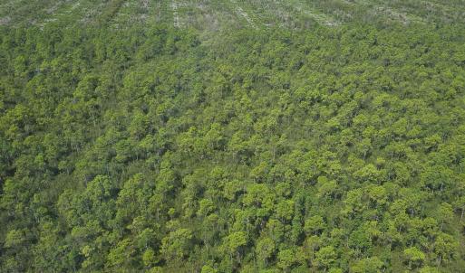 Photo #13 of 483.10 Whiteville, Shallotte, NC 483.1 acres