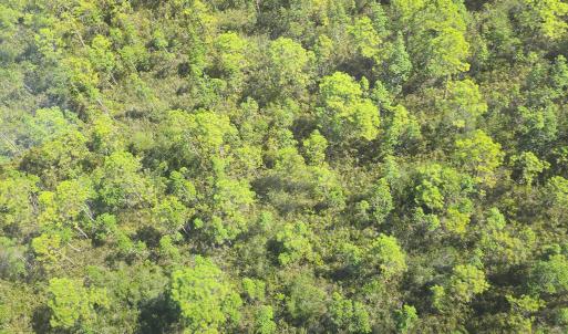 Photo #11 of 483.10 Whiteville, Shallotte, NC 483.1 acres