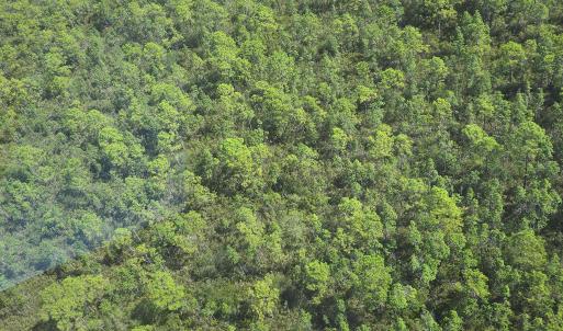 Photo #12 of 483.10 Whiteville, Shallotte, NC 483.1 acres
