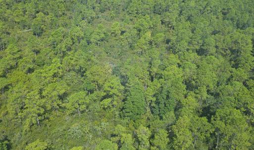 Photo #15 of 483.10 Whiteville, Shallotte, NC 483.1 acres