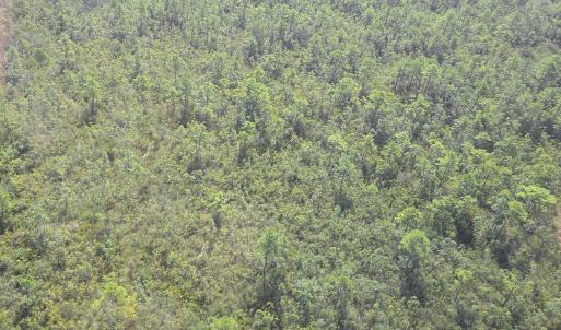 Photo #17 of 483.10 Whiteville, Shallotte, NC 483.1 acres