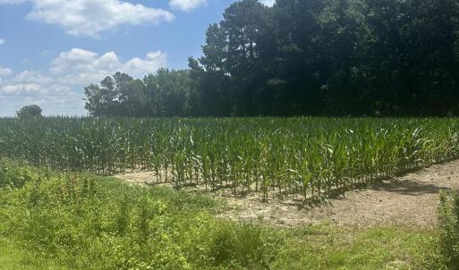 Photo #13 of Near 721 Joe Piver, Chadbourn, NC 225.7 acres