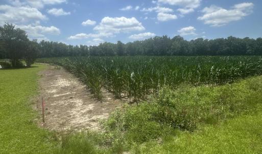 Photo #12 of Near 721 Joe Piver, Chadbourn, NC 225.7 acres