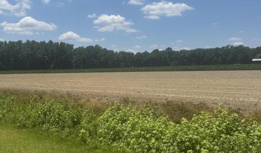Photo #10 of Near 721 Joe Piver, Chadbourn, NC 225.7 acres