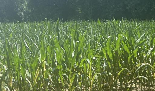 Photo #14 of Near 721 Joe Piver, Chadbourn, NC 225.7 acres