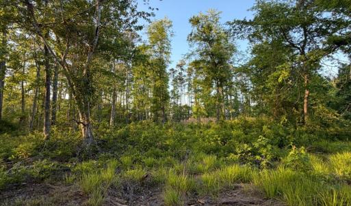 Photo #33 of 705 Russells Creek, Beaufort, NC 22.6 acres