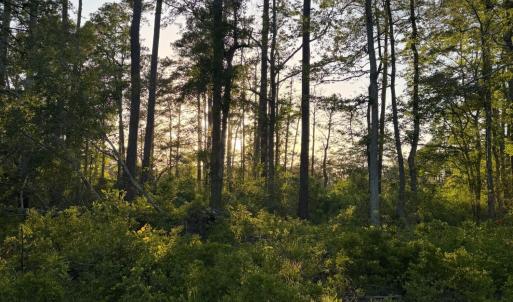 Photo #30 of 705 Russells Creek, Beaufort, NC 22.6 acres