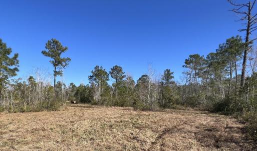 Photo #5 of 897 Chair Factory, Nakina, NC 39.0 acres