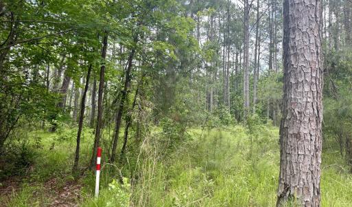 Photo #8 of 558 Sandy Point, Beaufort, NC 3.4 acres