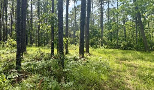 Photo #6 of 558 Sandy Point, Beaufort, NC 3.4 acres