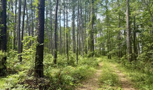 Photo #4 of 558 Sandy Point, Beaufort, NC 3.4 acres