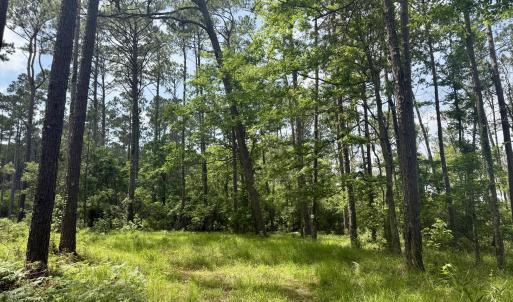 pathway to clearing