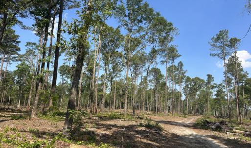 Photo #15 of Tbd Donna, Laurinburg, NC 44.2 acres