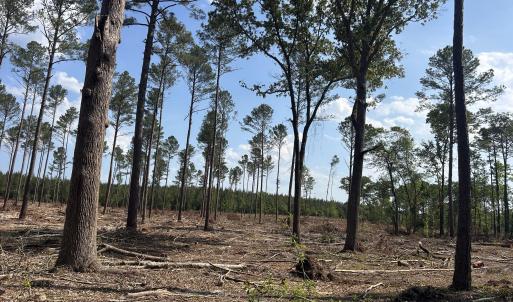 Photo #18 of Tbd Donna, Laurinburg, NC 44.2 acres
