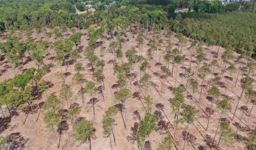 Photo #8 of Tbd Donna, Laurinburg, NC 44.2 acres