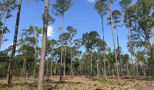 Photo #17 of Tbd Donna, Laurinburg, NC 44.2 acres