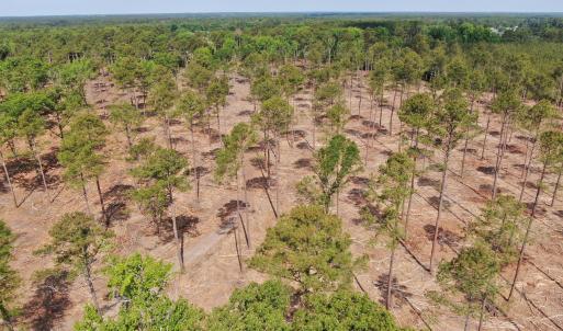 Photo #7 of Tbd Donna, Laurinburg, NC 44.2 acres