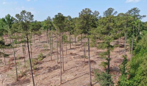 Photo #11 of Tbd Donna, Laurinburg, NC 44.2 acres