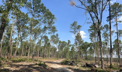 Photo #16 of Tbd Donna, Laurinburg, NC 44.2 acres