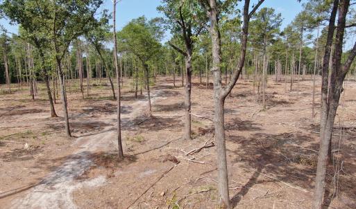 Photo #13 of Tbd Donna, Laurinburg, NC 44.2 acres