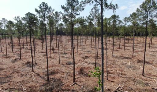 Photo #12 of Tbd Donna, Laurinburg, NC 44.2 acres