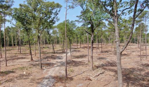 Photo #14 of Tbd Donna, Laurinburg, NC 44.2 acres