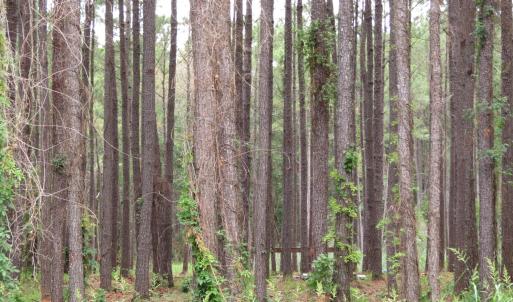 Photo #5 of 3231 Orchard Creek, Oriental, NC 7.9 acres