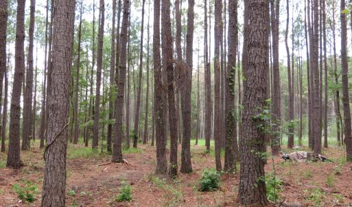 Photo #1 of 3231 Orchard Creek, Oriental, NC 7.9 acres