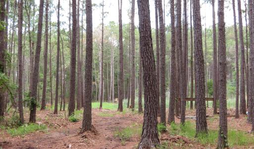Photo #7 of 3231 Orchard Creek, Oriental, NC 7.9 acres