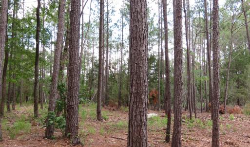 Photo #12 of 3231 Orchard Creek, Oriental, NC 7.9 acres