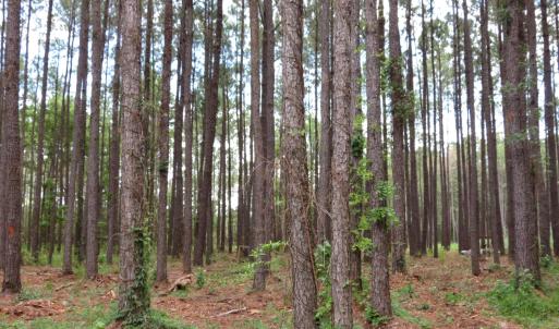 Photo #6 of 3231 Orchard Creek, Oriental, NC 7.9 acres