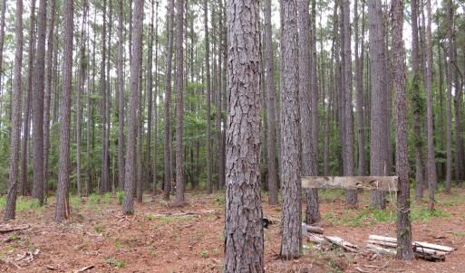 Photo #9 of 3231 Orchard Creek, Oriental, NC 7.9 acres