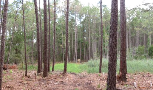 Photo #11 of 3231 Orchard Creek, Oriental, NC 7.9 acres