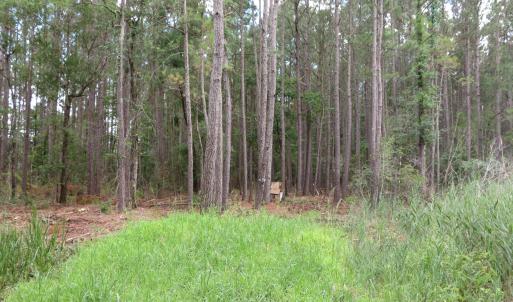 Photo #8 of 3231 Orchard Creek, Oriental, NC 7.9 acres