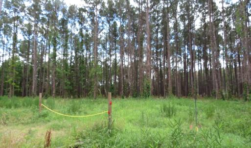 Photo #2 of 3231 Orchard Creek, Oriental, NC 7.9 acres