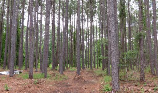 Photo #14 of 3231 Orchard Creek, Oriental, NC 7.9 acres