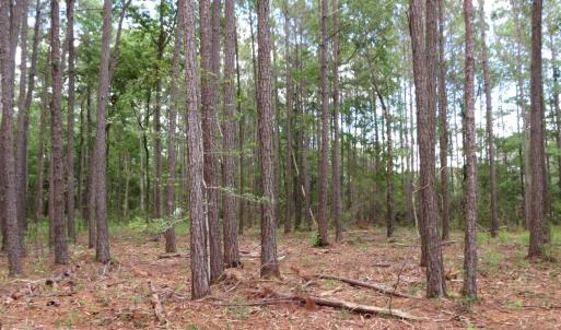 Photo #13 of 3231 Orchard Creek, Oriental, NC 7.9 acres