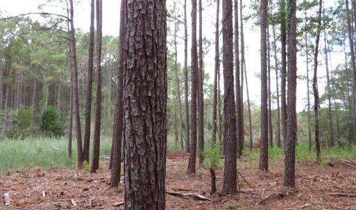 Photo #10 of 3231 Orchard Creek, Oriental, NC 7.9 acres