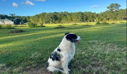Photo #11 of 3927 Whortonsville, Merritt, NC 7.5 acres