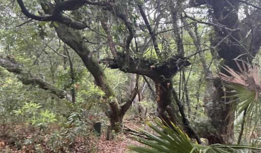 Photo #6 of 8 Leopard Frog, Bald Head Island, NC 0.5 acres