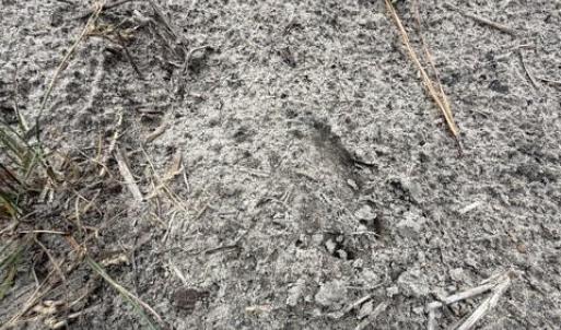 Photo #21 of 1700 Felix Heath, Pink Hill, NC 50.8 acres