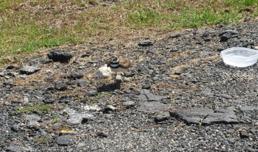 Photo #1 of 105 Mallard, Grandy, NC 0.5 acres