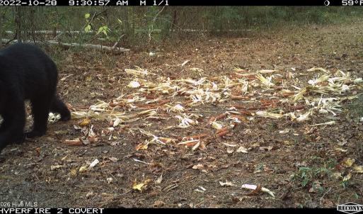 Photo #13 of Off Swamp Fox Hwy, Tabor City, NC 68.0 acres