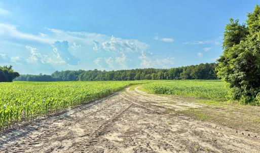 Photo #24 of Off Swamp Fox Hwy, Tabor City, NC 68.0 acres