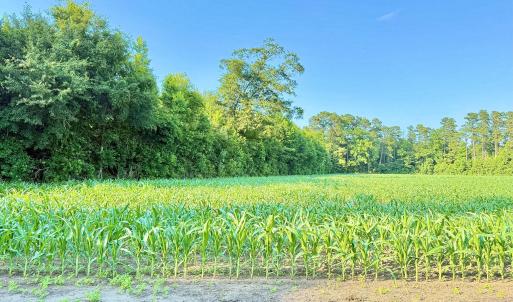 Photo #27 of Off Swamp Fox Hwy, Tabor City, NC 68.0 acres