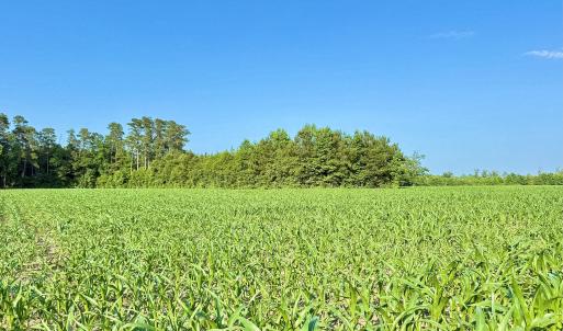 Photo #28 of Off Swamp Fox Hwy, Tabor City, NC 68.0 acres