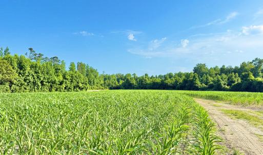 Photo #6 of Off Swamp Fox Hwy, Tabor City, NC 68.0 acres