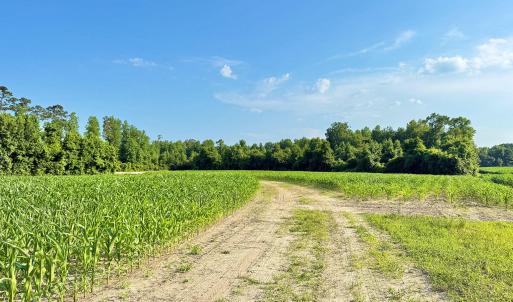 Photo #5 of Off Swamp Fox Hwy, Tabor City, NC 68.0 acres